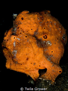Portrait by Twila Grower 